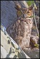 _5SB1806 great-horned owl